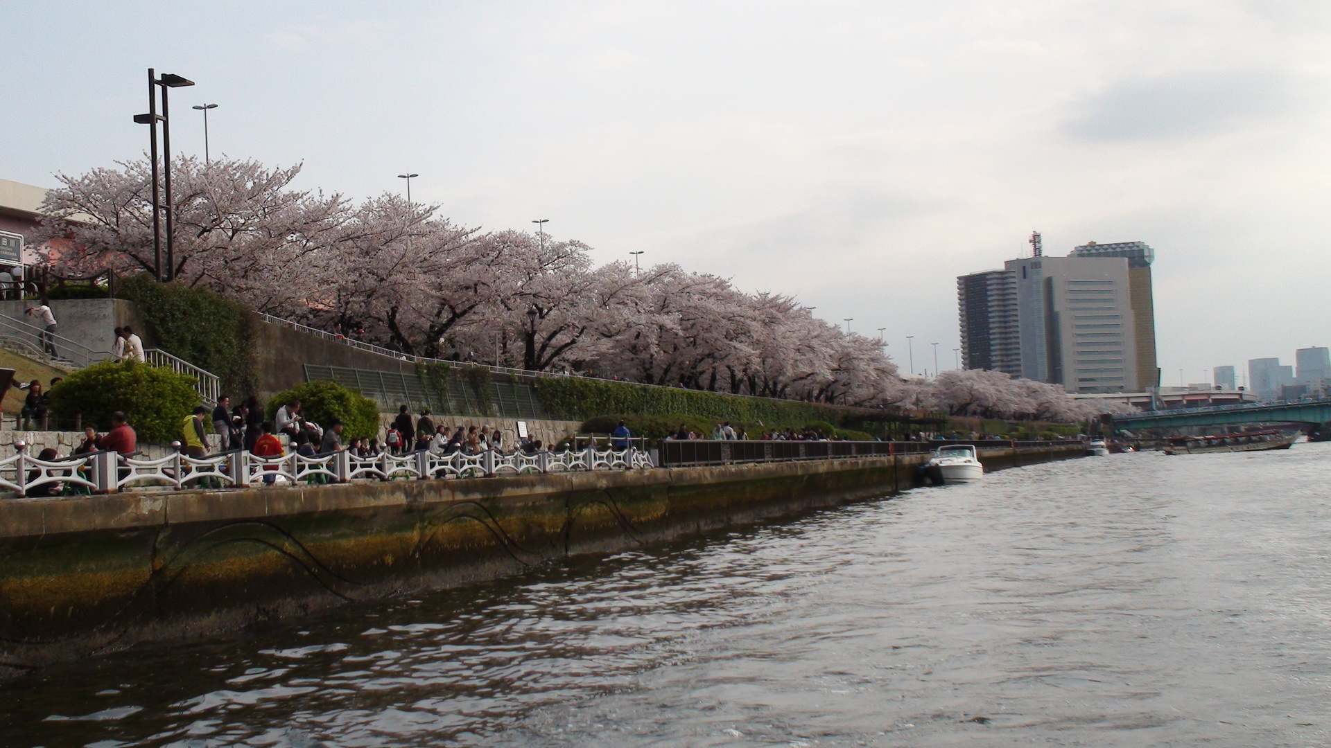 お花見クルージングin隅田川 15年桜開花予想 アメディオブログ